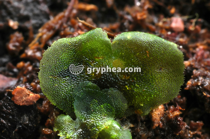 Prothalle de Fougère - gryphea.com